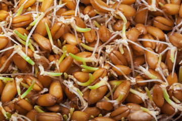 Sprouted wheat background