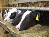 Fototapeta Londyn - Calves in row, breeding on bio farm.