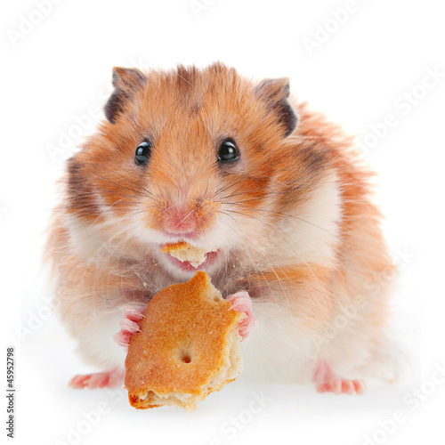 Foto-Vorhang - Hamster eat cookie (von Leonid Nyshko)