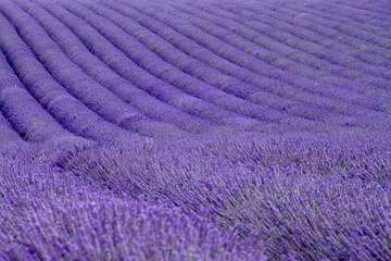 Lavender fields  near Valensole in Provence, France