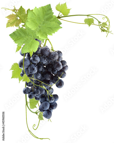 Naklejka dekoracyjna grappe de raisin rouge