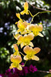 Yellow Orchid Flowers