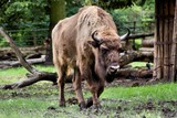 Fototapeta Zwierzęta - Bison bonasus (żubr)
