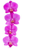 Fototapeta Do przedpokoju - flowers of orchid border
