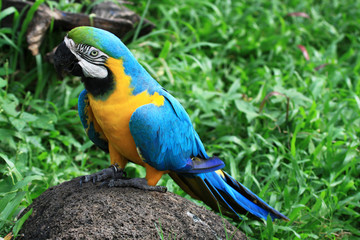 macaw parrots in nature