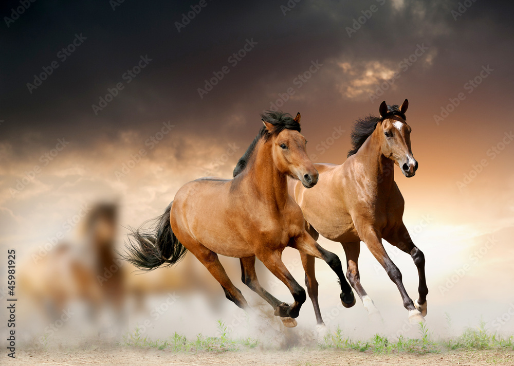 horses in sunset - obrazy, fototapety, plakaty 