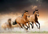 Fototapeta Konie - horses in sunset