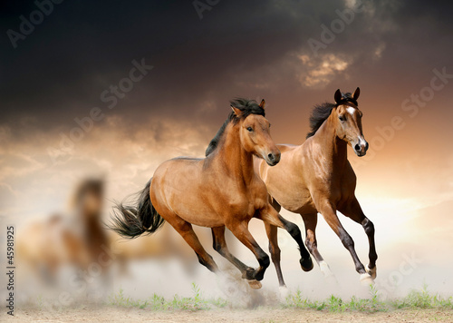 Fototapeta na wymiar horses in sunset