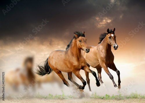 Naklejka dekoracyjna horses in sunset