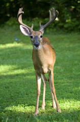 Wall Mural - Leaning buck