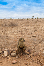 Baboon In Kenya