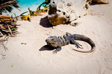 Iguana On The Beach