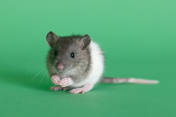 portrait of a small rat