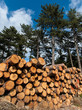 Freshly cut tree logs piled up, Greece