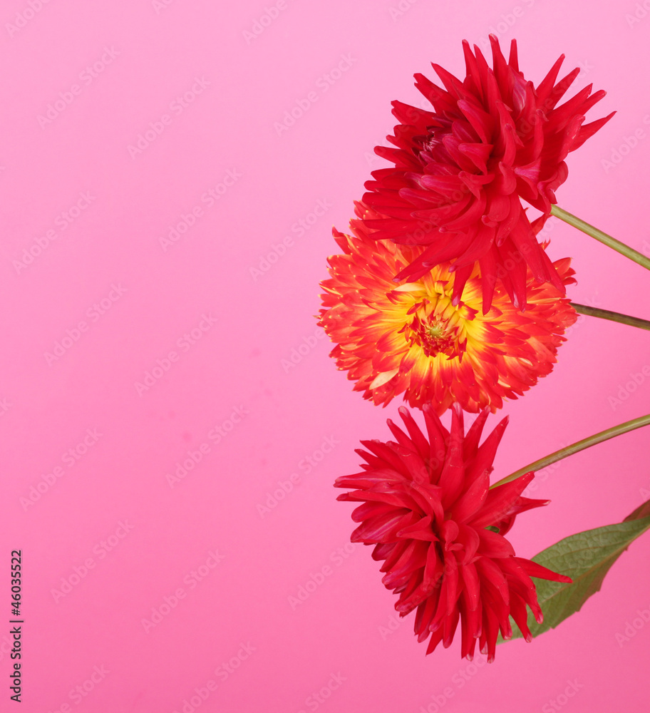 Bouquet of dahilas on color background