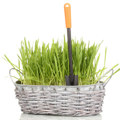 Green grass in basket isolated on white