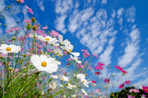 白とピンクのコスモスの花畑と青空 Adobe Stock でこのストック画像を購入して 類似の画像をさらに検索 Adobe Stock