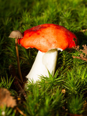 Forest mushrooms in the grass