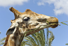 Close-Up Of A Hungry Giraffe And Her Tongue