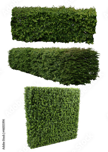 Fotografía Haies taillées (carpinus, buxus)