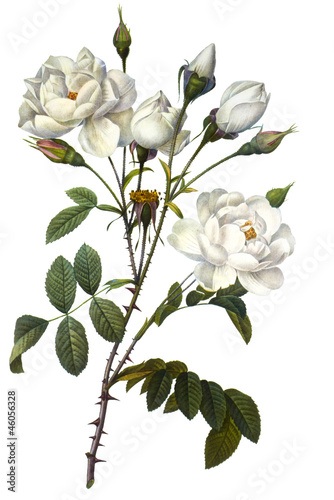 Obraz w ramie flower illustration