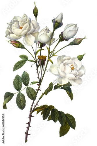 Naklejka - mata magnetyczna na lodówkę flower illustration