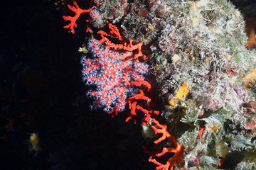 corallo rosso fioritura