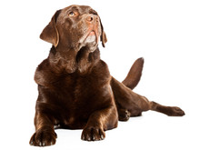 Old Brown Labrador Dog Isolated On White Background.