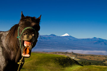 funny horse with a silly expression on it's face