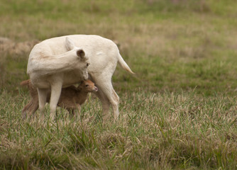 Wall Mural - White fallow deer