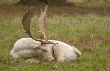 Wall Mural - White fallow deer