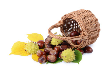 Chestnuts  isolated on white background