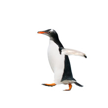 Gentoo Penguin Over White Background