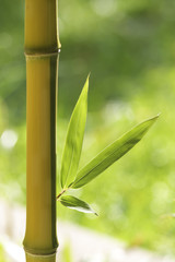 Wall Mural - Bamboo leaves and stalk