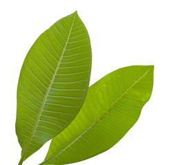 Wall Mural - green leaf on white background.