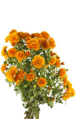 Wall Mural - orange chrysanthemum isolated