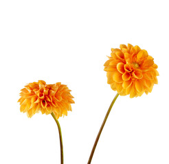 Sticker - orange dahlia isolated