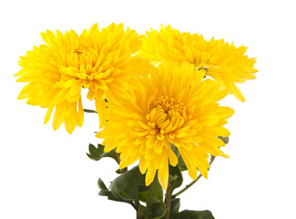 Wall Mural - yellow chrysanthemum isolated