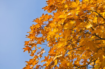 Wall Mural - golden leaves of autumn