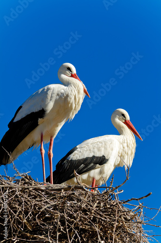 Naklejka ścienna white stork