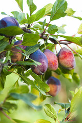 Canvas Print - Ripe purple plum