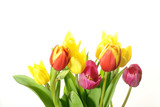 Fototapeta Tulipany - kolorowe tulipany