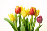 Fototapeta Tulipany - bukiet kolorowych tulipanów