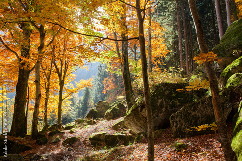 Naklejka - mata magnetyczna na lodówkę foresta in autunno