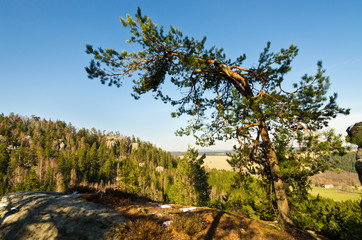 Poster - Rocky forest