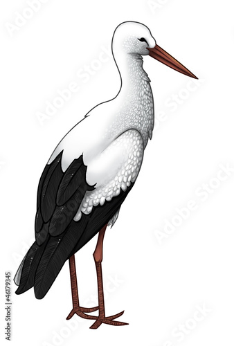 Storch Clipart Buy This Stock Illustration And Explore Similar Illustrations At Adobe Stock Adobe Stock