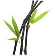 Black Bamboo leaves and stalk