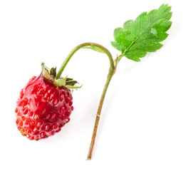 Poster - Wild strawberry macro isolated on white background