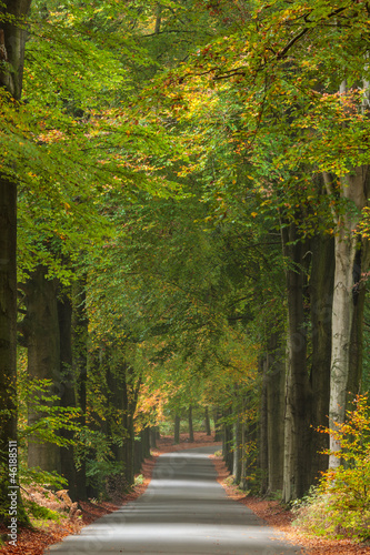 Naklejka dekoracyjna Autumn road in Dutch national park Veluwe