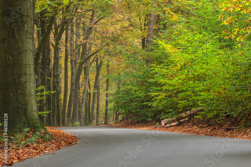 Fototapeta na wymiar Curved autumn road in Dutch national park Veluwe